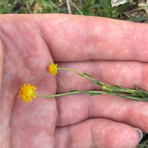 Unverified Daisy at Strathnairn, ACT - Today by KaiDewPHD