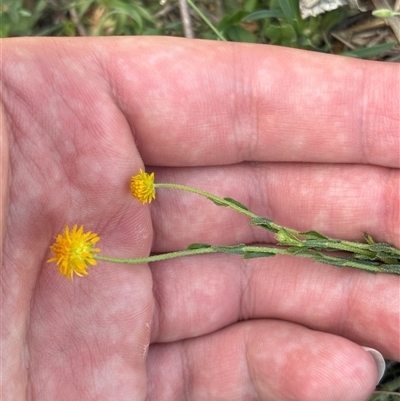 Calotis lappulacea (Yellow Burr Daisy) at Strathnairn, ACT - 8 Oct 2025 by KaiDewPHD