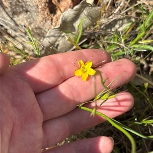 Oxalis (genus) at Strathnairn, ACT - 8 Oct 2025 10:53 AM