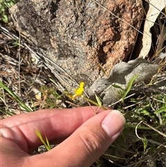Oxalis (genus) at Strathnairn, ACT - 8 Oct 2025 10:53 AM