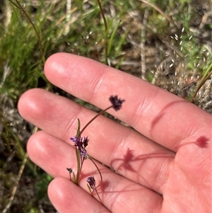 Unverified Other Wildflower or Herb at Strathnairn, ACT - Today by KaiDewPHD