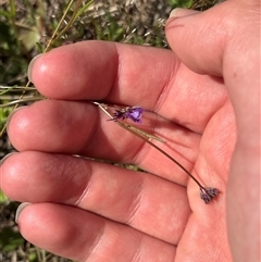 Linaria pelisseriana at Strathnairn, ACT - 8 Oct 2025 10:41 AM