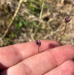 Linaria pelisseriana at Strathnairn, ACT - 8 Oct 2025 10:41 AM