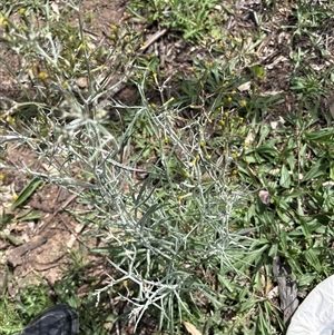 Unverified Plant at Whitlam, ACT - Yesterday by KaiDewPHD