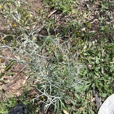 Senecio quadridentatus at Whitlam, ACT - 7 Oct 2025 by KaiDewPHD