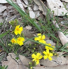 Hibbertia calycina (Lesser Guinea-flower) at Whitlam, ACT - 7 Oct 2025 by KaiDewPHD