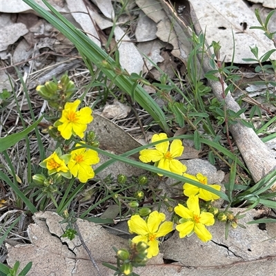 Hibbertia calycina (Lesser Guinea-flower) at Whitlam, ACT - 7 Oct 2025 by KaiDewPHD