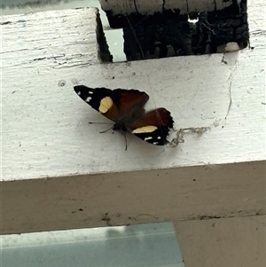 Vanessa itea (Yellow Admiral) at Reservoir, VIC - Today by Segrare