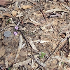 Thysanotus patersonii (Twining Fringe Lily) at O'Connor, ACT - 30 Sep 2025 by Heinol