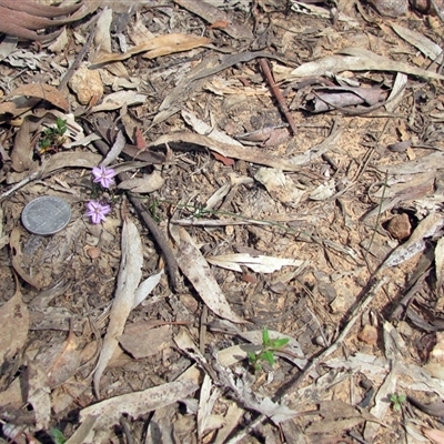 Thysanotus patersonii (Twining Fringe Lily) at O'Connor, ACT - 30 Sep 2025 by Heinol