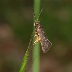 Unverified Concealer moth (Oecophoridae) at Higgins, ACT - Today by MichaelWenke