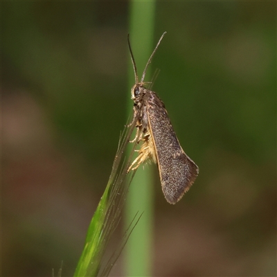 Leistomorpha brontoscopa (A concealer moth) at Higgins, ACT - 8 Oct 2025 by MichaelWenke