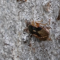 Geocoris sp. (genus) (A big-eyed bug) at Higgins, ACT - 8 Oct 2025 by MichaelWenke