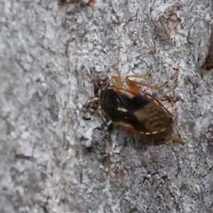 Unverified Cockroach (Blattodea, several families) at Higgins, ACT - Today by MichaelWenke
