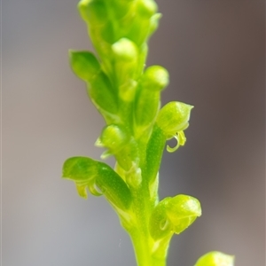 Microtis parviflora at Bargo, NSW - 5 Oct 2025 by Snows