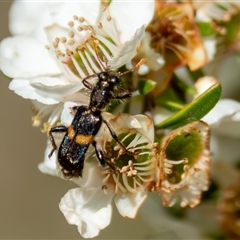Eleale pulchra (Clerid beetle) at Bargo, NSW - 4 Oct 2025 by Snows