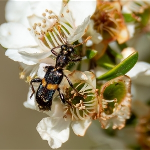 Eleale pulchra at Bargo, NSW - 4 Oct 2025 by Snows