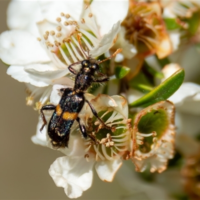 Eleale pulchra (Clerid beetle) at Bargo, NSW - 4 Oct 2025 by Snows