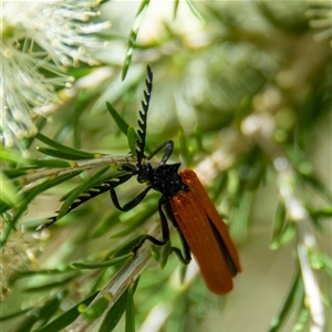Porrostoma rhipidium at Bargo, NSW - Today by Snows