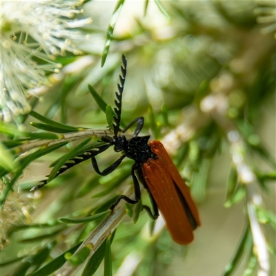 Porrostoma rhipidium (Long-nosed Lycid (Net-winged) beetle) at Bargo, NSW - 8 Oct 2025 by Snows