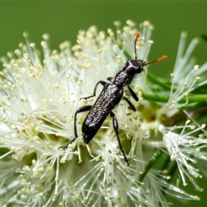 Eleale simplex at Bargo, NSW - 4 Oct 2025 by Snows