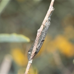 Bandidus canifrons (An Antlion Lacewing) at Arkaroola Village, SA - 29 Sep 2025 by AlisonMilton