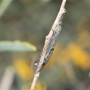 Unverified Brown Lacewing (Hemerobiidae) at Arkaroola Village, SA - 29 Sep 2025 by AlisonMilton