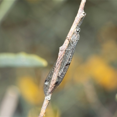 Bandidus canifrons (An Antlion Lacewing) at Arkaroola Village, SA - 29 Sep 2025 by AlisonMilton