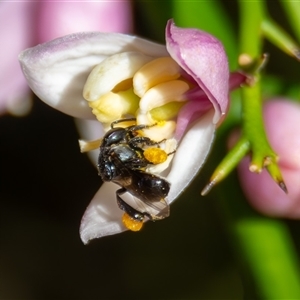 Tetragonula carbonaria at Bargo, NSW - 4 Oct 2025 by Snows
