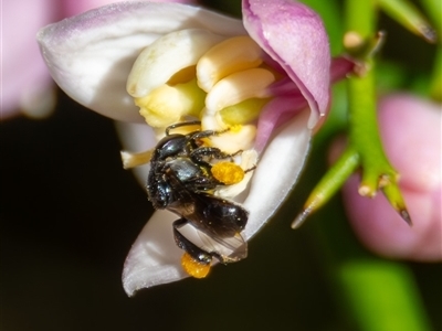 Tetragonula carbonaria (Stingless bee) at Bargo, NSW - 4 Oct 2025 by Snows