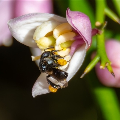 Tetragonula carbonaria (Stingless bee) at Bargo, NSW - 4 Oct 2025 by Snows