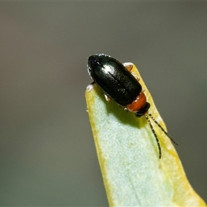 Unverified Leaf beetle (Chrysomelidae) at Arkaroola Village, SA - 29 Sep 2025 by AlisonMilton