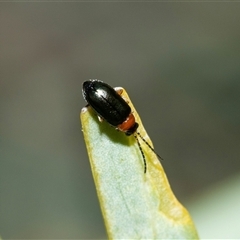 Heteromastix sp. (genus) at Arkaroola Village, SA - 29 Sep 2025 07:10 AM