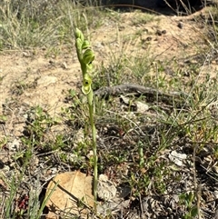 Hymenochilus bicolor (ACT) = Pterostylis bicolor (NSW) (Black-tip Greenhood) at Throsby, ACT - 8 Oct 2025 by JasonC