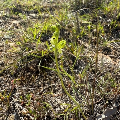 Hymenochilus bicolor (ACT) = Pterostylis bicolor (NSW) (Black-tip Greenhood) at Throsby, ACT - 8 Oct 2025 by JasonC