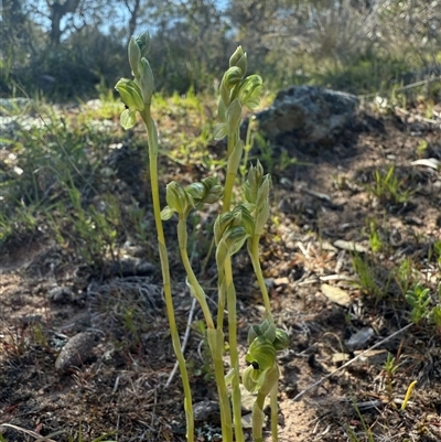 Hymenochilus bicolor (ACT) = Pterostylis bicolor (NSW) (Black-tip Greenhood) at Throsby, ACT - 8 Oct 2025 by JasonC