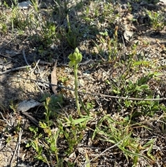 Hymenochilus (genus) (A Greenhood Orchid) at Throsby, ACT - 8 Oct 2025 by JasonC