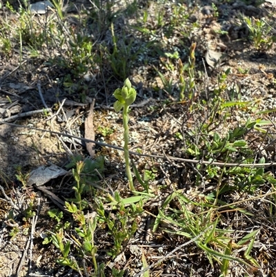 Hymenochilus (genus) (A Greenhood Orchid) at Throsby, ACT - 8 Oct 2025 by JasonC