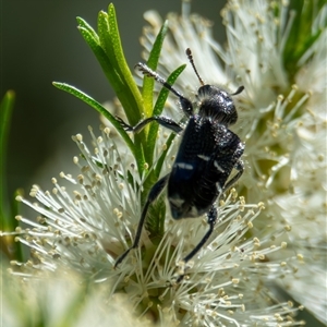Zenithicola funesta at Bargo, NSW - 4 Oct 2025 by Snows