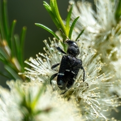 Zenithicola funesta at Bargo, NSW - 4 Oct 2025 01:45 PM