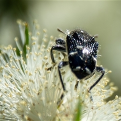 Zenithicola funesta at Bargo, NSW - 4 Oct 2025 01:45 PM