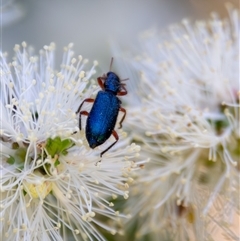 Phlogistus sp. (genus) (Clerid beetle) at Bargo, NSW - 4 Oct 2025 by Snows