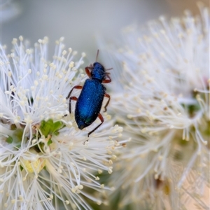 Phlogistus sp. (genus) at Bargo, NSW - 4 Oct 2025 by Snows