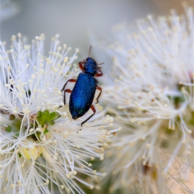 Phlogistus sp. (genus) (Clerid beetle) at Bargo, NSW - 4 Oct 2025 by Snows