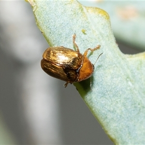 Cryptocephalinae (sub-family) (A case-bearing leaf beetle) at Arkaroola Village, SA - 29 Sep 2025 by AlisonMilton