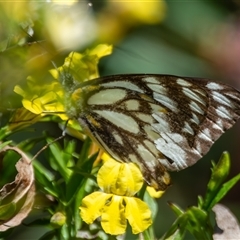 Belenois java (Caper White) at Bargo, NSW - 3 Oct 2025 by Snows