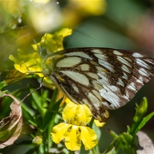 Belenois java (Caper White) at Bargo, NSW - 3 Oct 2025 by Snows
