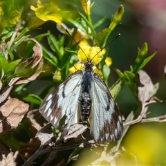 Belenois java at Bargo, NSW - 3 Oct 2025 01:48 PM