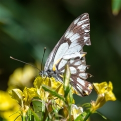 Belenois java at Bargo, NSW - 3 Oct 2025 01:48 PM