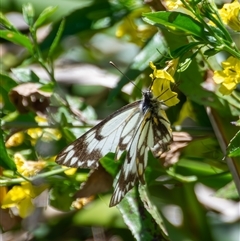 Belenois java at Bargo, NSW - 3 Oct 2025 01:48 PM